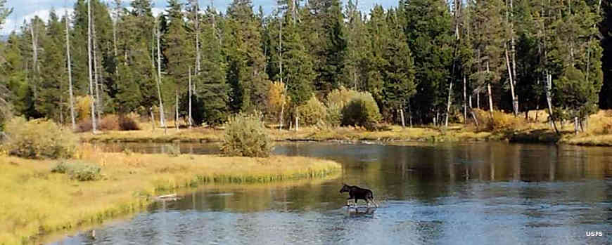 Moose crossing a river in Caribou-Targhee National Forest