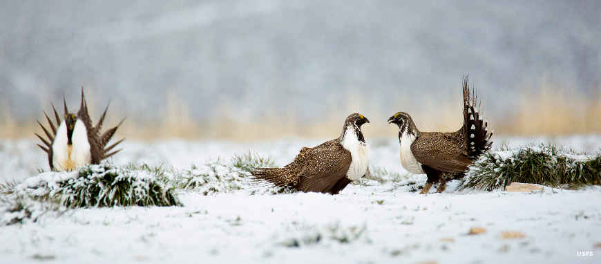 Sage grouse drumming in the snow