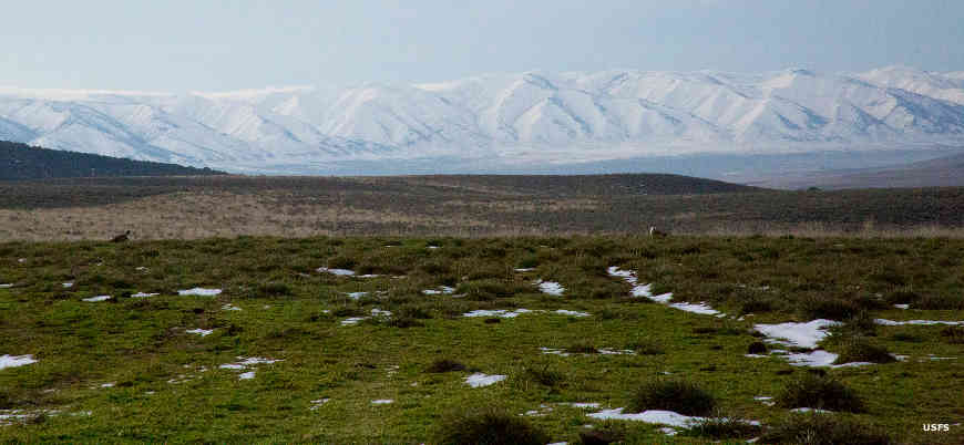 A sage grouse lek at Curlew National Grassland