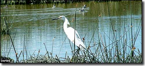 Bear Lake National Wildlife Refuge: View of an egret on the refuge An egret at Bear Lake National Wildlife Refuge