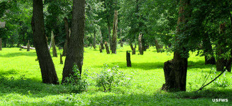 Bottomland forest at Meredosia National Wildlife Refuge