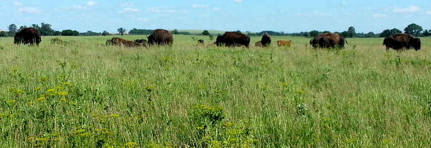 Midewin National Tallgrass Prairie: The bison herd The bison herd at Midewin