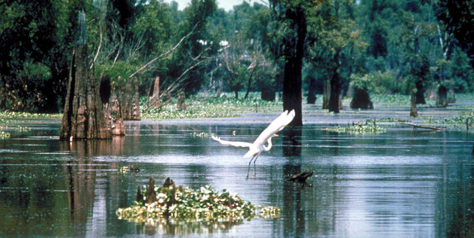An egret flies through the Atchafalaya National Wildlife Refuge in Louisiana