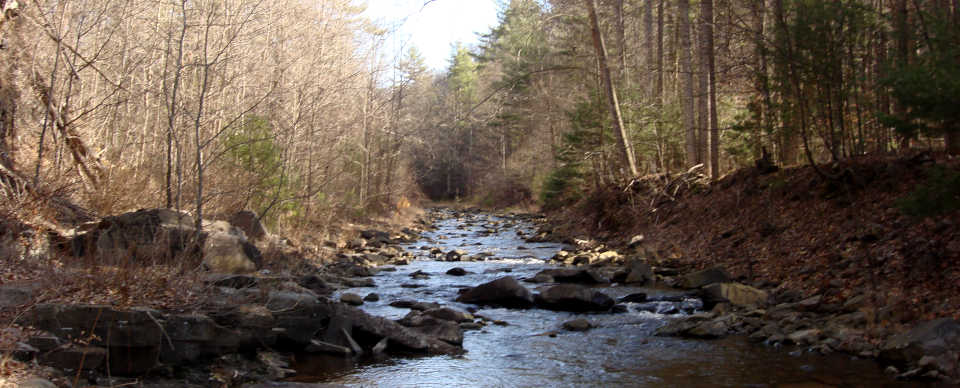 A creek in the Ramsay's Draft Wilderness of Virginia