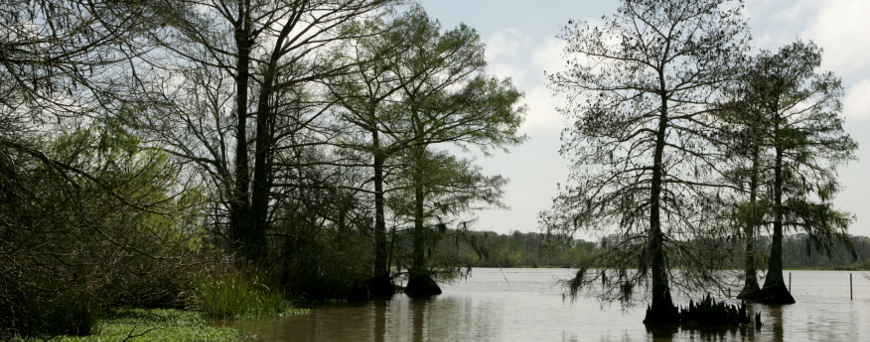 Open water and cypress swamp at Lacassine Wilderness