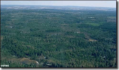 A view at Aroostook National Wildlife Refuge Aroostook National Wildlife Refuge