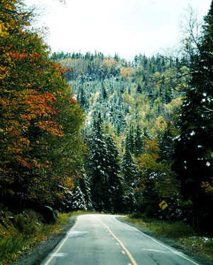 A typical view of thick spruce forest along the Rangeley Lakes Scenic Byway