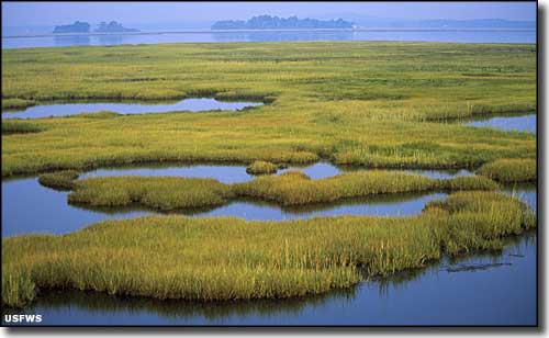 A view at Parker River National Wildlife Refuge Parker River National Wildlife Refuge