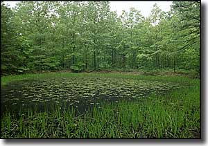 A weed-covered pond in Paddy Creek Wilderness