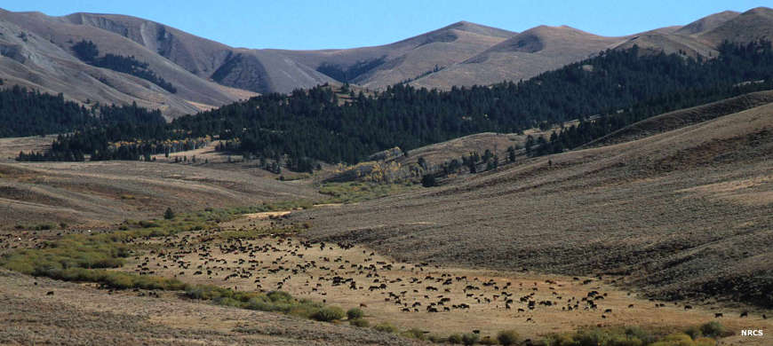 Cattle grazing in a meadow below high mountains in the Ashland Ranger District