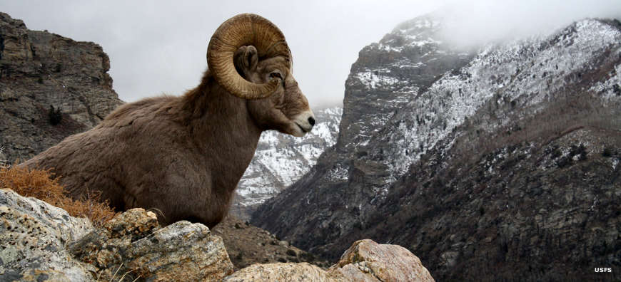 Bob Marshall Wilderness: A Bighorn ram A Bighorn ram in the mountains of the Bob Marshall Wilderness