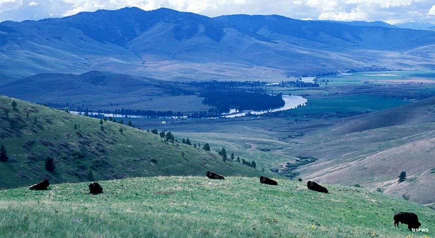 Montana National Wildlife Refuges: A view at the National Bison Range National Bison Range