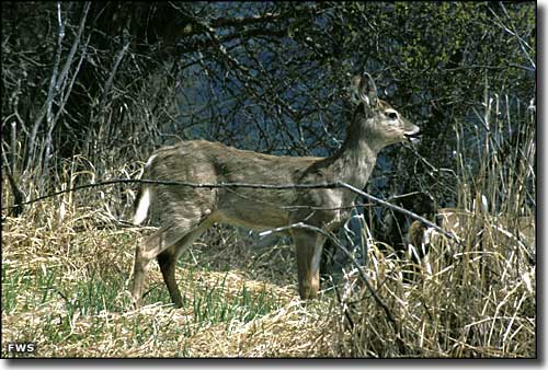 Mule deer in the brush at Swan River National Wildlife Refuge
