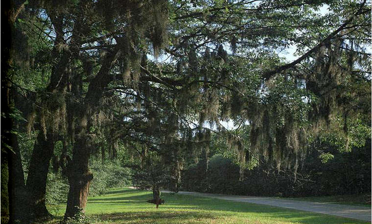 Spanish moss in the trees along the Natchez Trace Parkway