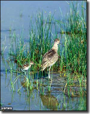 A willett chick at Crescent Lake National Wildlife Refuge