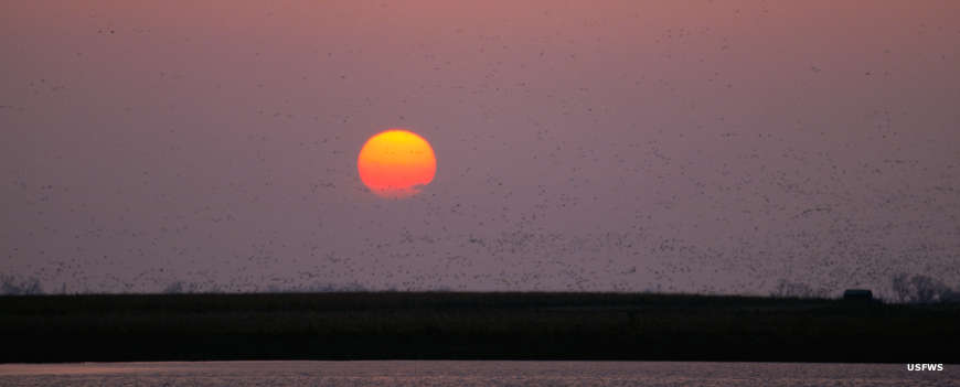 Flocks of birds at Rainwater Basin Wetland Management District