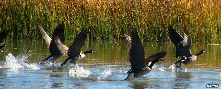 A flight of geese taking off from Stillwater National Wildlife Refuge