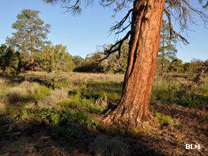 In Canyons Wilderness Study Area