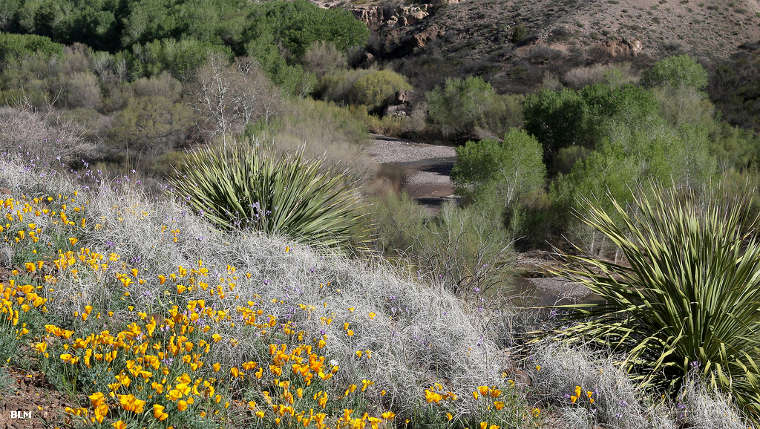 Gila Lower Box National Recreational Area: A view beside the river A view beside the Gila River