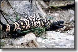 Granite Gap Recreation Area: A Gila monster found on the property A Gila Monster found at Granite Gap Recreation Area