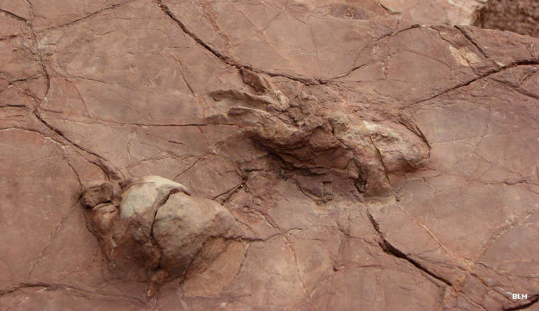 trackway fossils