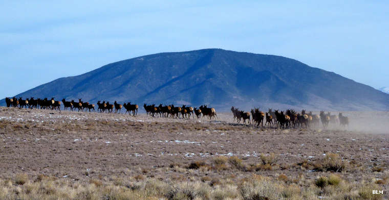 Rio Grande del Norte National Monument: Elk herd on the run Elk herd running on Rio Grande del Norte National Monument