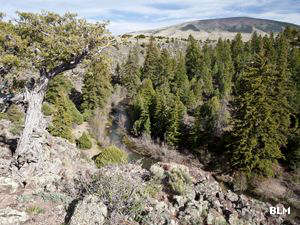 A forest and rock view at San Antonio Wilderness Study Area San Antonio Wilderness Study Area