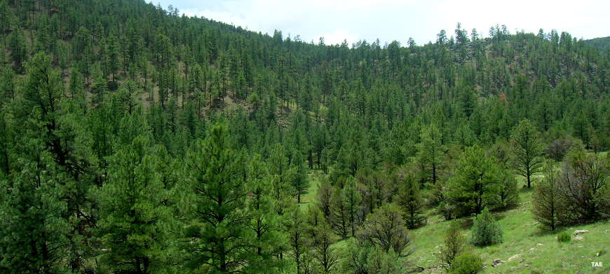 A view in Gila National Forest One of many areas of the forest treed with large stands of Ponderosa pine