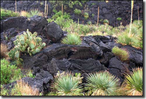 Valley of Fires Recreation Area: View of a lava flow Lava at Valley of Fires