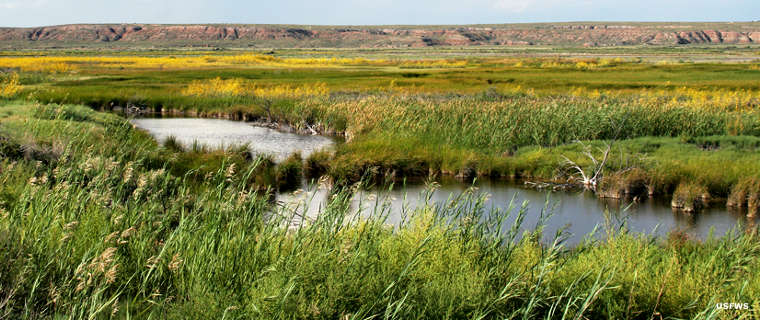 Bitter Lake National Wildlife Refuge: A view of wetlands on the refuge Wetlands at Bitter Lake NWR