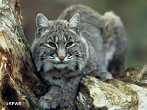 Bitter Lake National Wildlife Refuge: View of a bobcat on the property A bobcat at Bitter Lake National Wildlife Refuge
