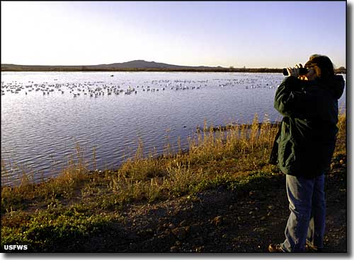 El Camino Real Historic Byway: A view at Bosque del Apache National Wildlife Refuge Bosque del Apache National Wildlife Refuge