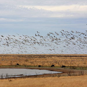 Grulla National Wildlife Refuge: A view of sandhill cranes flying above the refuge Sandhill cranes flying above Salt Lake at Grulla National Wildlife Refuge