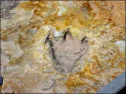 Fossilized dinosaur footprint at Clayton Lake State Park