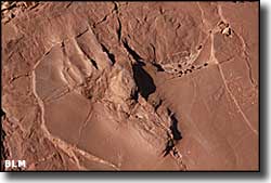 Fossilized track found at Prehistoric Trackways National Monument