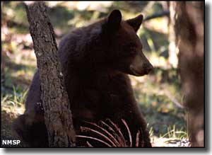 Fenton Lake State Park: A black bear on the property Black bear at Fenton Lake State Park