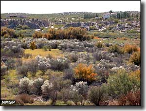 Vegetation at Mesilla Valley Bosque State Park