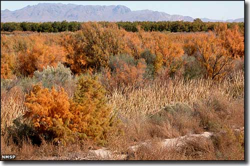 Mesilla Valley Bosque State Park