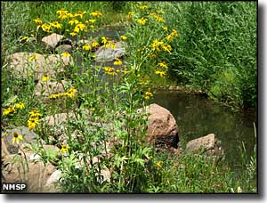 Coyote Creek State Park: A view of wildflowers along the stream Wildflowers along the stream at Coyote Creek State Park