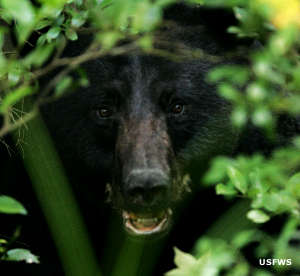 North Carolina National Wildlife Refuges: View of a black bear at Alligator River National Wildlife Refuge A black bear at Alligator River<br />
National Wildlife Refuge