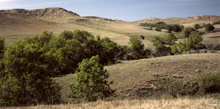 Grassy hills with trees along the streambeds at Cedar River National Grassland