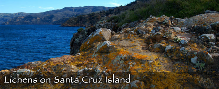 Channel Islands National Park Endangered Animals Channel Islands National Park Endangered Animals