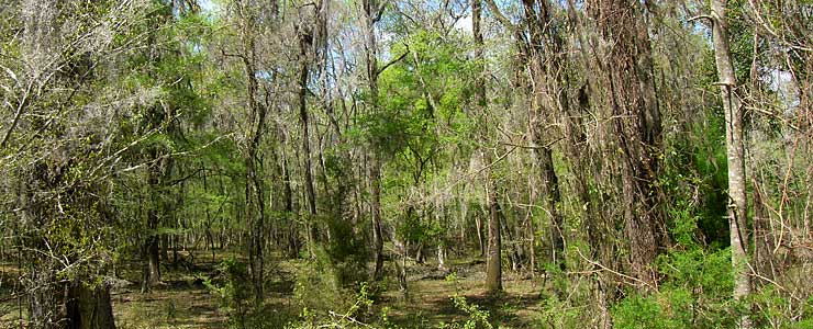 Dense vines and underbrush at Ocala National Forest