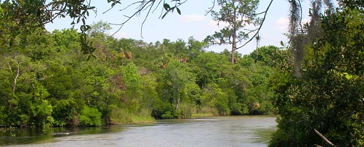 Jupiter Creek in Ocala National Forest