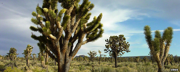Joshua tree forest at Cima Dome