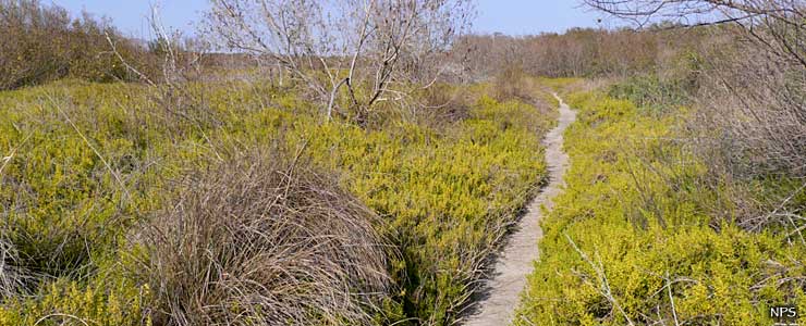 Coastal prairie at Everglades National Park