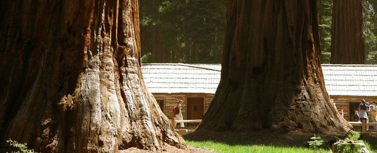 Giant sequoias at Yosemite National Park