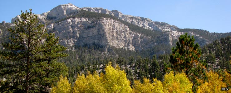 A view in Lee Canyon in Mt. Charleston Wilderness
