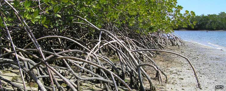 Mangroves beside the water
