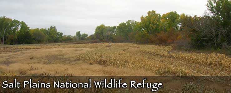 Wetlands and forage for the wildlife at Salt Plains National Wildlife Refuge